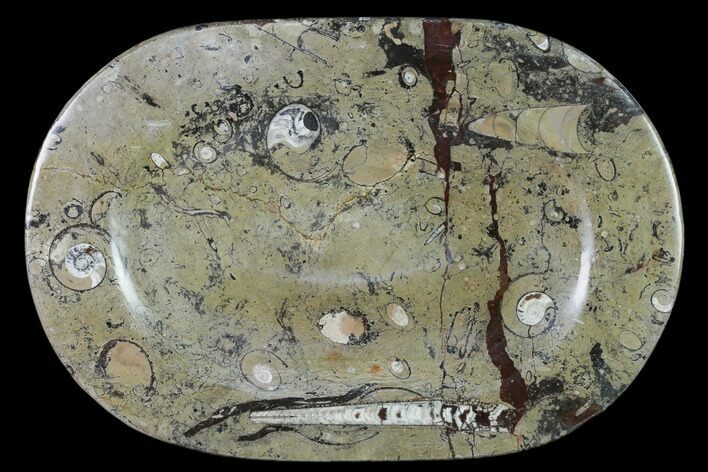 Fossil Orthoceras & Goniatite Oval Plate - Stoneware #140234